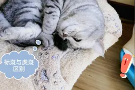 美短标斑和虎斑的区别，虎斑不一定是纯种的美短标斑，不要弄混