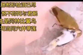 相思鸟，为爱殉情，一只死了另一只陪在身边气绝而亡视频封面