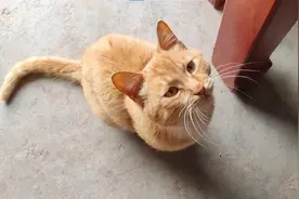 主人一句它一句，这只大橘真是一个小话痨，又黏人又好笑