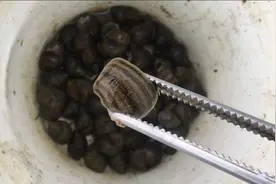 无意中发现这块水域田螺超级多，十几分钟就捡了5斤多，真过瘾视频封面