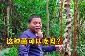 枯萎树干长满了白菌菇，同伴高兴之余担心能不能食用，大家认识吗