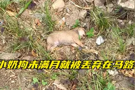 小奶狗未满月就被丢弃在马路边，弱小可怜又无助，真让人心疼视频封面