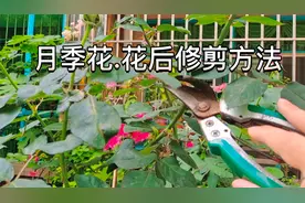 月季花开败后修剪有技巧！这几个都是重点，剪错了会影响二次开花视频封面