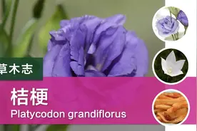 桔梗：这种花开前形似小灯笼，你有捏过吗？视频封面