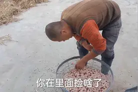 文妈一家打豆子，西红柿炒生菜配面条，干完活，吃点面条真香