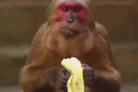 在这个印度城市，猴子的地位特别高，人们都信奉这里的猴神哈奴曼视频封面