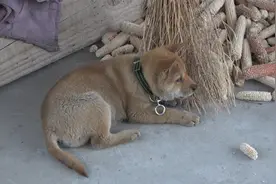 为什么在外地买回来的小狗都那么贵，今天终于知道实情了