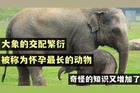 大象的交配繁衍，被称为怀孕最长的动物，奇怪的知识又增加了视频封面