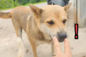 突然用手指插进陌生狗鼻孔里，会被咬吗？这可是60斤土狗王视频封面
