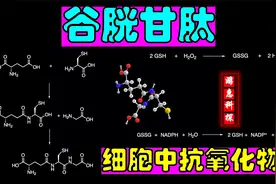 谷胱甘肽(GSH)，三肽，抗氧化物，动物细胞中最丰富的硫醇。视频封面