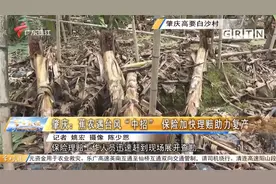 肇庆：蕉农遇台风“中招” 保险加快理赔助力复产