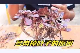 多肉法师疯狂掉叶子？其实这点没做好，学会多肉轻松长根视频封面