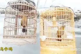 双画眉鸟争鸣视频封面