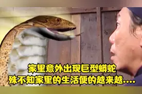 家里从天而降一条巨型蟒蛇，殊不知家里的生活变得如此糟糕视频封面