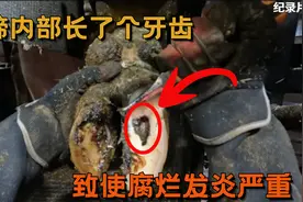 牛蹄内部长了个牙齿，致使腐烂发炎严重，看修理小哥如何处理！视频封面