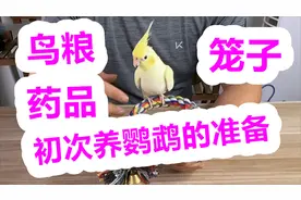 第一次养鹦鹉需要准备的东西，有这4样，基本就OK了