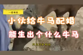 印度小伙给牛和马配婚，这样的配婚能成功？这能生出个什么牛马？视频封面