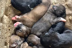 家里的四眼土狗生小狗了，生这么多太可爱了，想要来报名