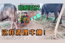 印度妇女承包家里全部苦活，赤手清理牛棚，头顶70斤牛粪上街
