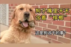 狗狗疯狂迷恋“槟榔”，吃饭睡觉都含在嘴里，24小时都不放下视频封面