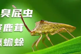 明明很臭却叫九香虫，还有这么厉害的用途！视频封面