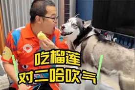 主人吃榴莲对狗狗哈气，二哈的神反应笑得人肚疼，结局太反转了视频封面