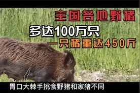 美国野猪混乱开口咬人！多达100万只 每一只猪将近450斤！