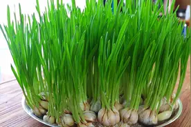 天冷，蒜苗别买了，教你在家用盘子“生”，5天一满盘新鲜好吃