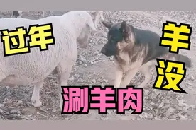 羊：快过年了，要被涮了