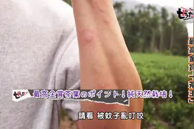 日本人来中国体验采茶叶，被蚊子叮了一手的包，感觉采茶叶太难了视频封面