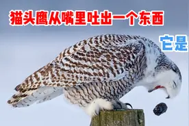 猫头鹰从嘴里吐出一个东西，这是啥？能吃吗？视频封面
