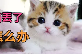 猫丢了怎么办？主人不要慌，用对以下方法，帮你找回走失猫咪视频封面
