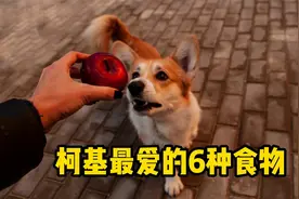 柯基最爱的6种食物，堪称“人间美味”！
