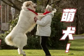 全球都爱的超大型萌犬，俗称狗中白帝王，大白熊犬简直太憨了!
