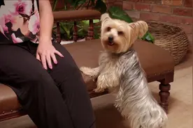 我的麻烦宠物：爱舔人的哈巴犬，见谁都会舔一下，现实版的舔狗​视频封面