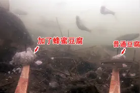 加了蜂蜜的豆腐确实好用，对比没加的诱鱼效果很明显水下高清呈现视频封面