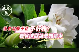 还在说栀子花不好养？看完这期简单如喝水！栀子花总结视频封面