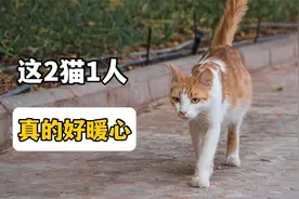 众生皆苦，但这2猫1人的事迹真的很甜