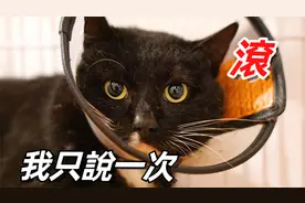 不小心抓了个超凶流浪猫回家，战力堪比藏獒，疯狂暴打铲屎官视频封面