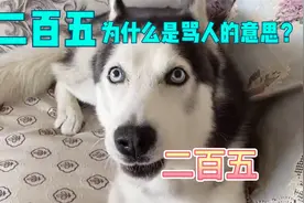 250为什么是骂人的意思？它的由来是什么？看老师如何作答！视频封面