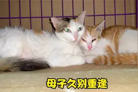 抓流浪小猫回家陪妈妈，今天终于一家团聚，两母子喜极而泣视频封面