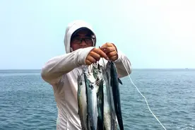 钓鲅鱼选对水层很重要，早上鱼口好