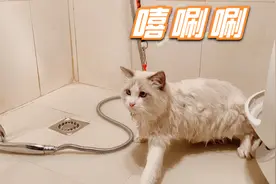 让猫咪乖乖洗澡，用这一招搞定它，以前洗澡真的是打仗一样！