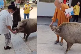 广东一野猪向游客讨食后点头回礼，网友：一只懂得感恩的猪视频封面