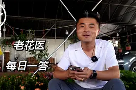 栀子花一直不生长怎么回事？杜鹃枯萎了是嗝屁了吗？视频封面