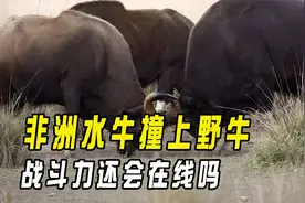 当鬣狗杀手水牛，遇到了老虎天敌白肢野牛，非洲水牛还能得逞吗视频封面