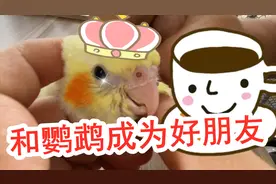 和鹦鹉成为好朋友，先从这3点做起，鹦鹉很快粘上来
