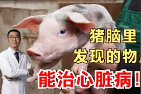 猪脑子里发现一种新物质，能治心脏病！医生说：还能用来监测新药视频封面