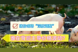 上涨才两天就“打脸”，谁在决定猪价走势？节后要“深度”调整？视频封面