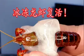 网传将龙虾冰冻后会冬眠！解冻后原地复活，真这么神奇？